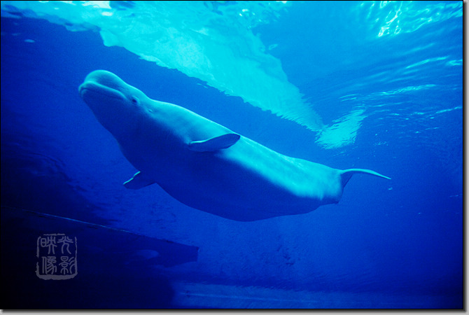 海洋生物博物館