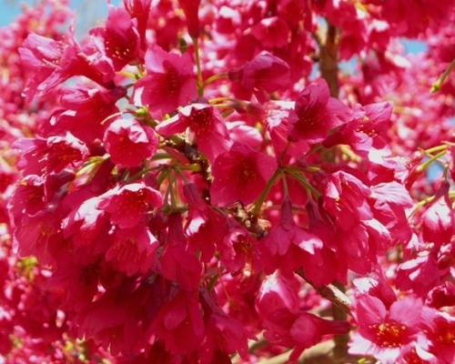 武陵農場閃開的山花