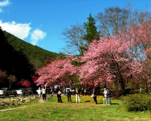 <a href='http://www.zhuangxiu888.com/lvyou/view/583' title='武陵農場' style='color:blue;font-size:14px;'>武陵農場</a>山櫻花