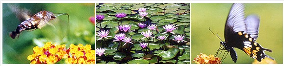  馬太鞍濕地生態園,花東縱谷風景區