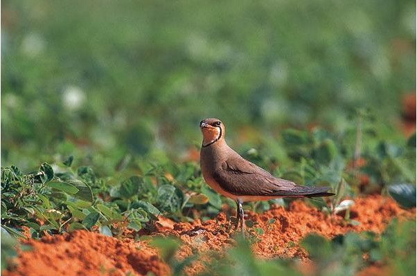臺南西拉雅風景區