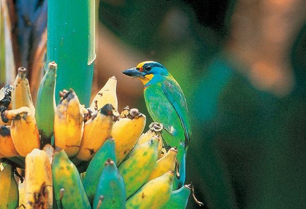臺南西拉雅風景區
