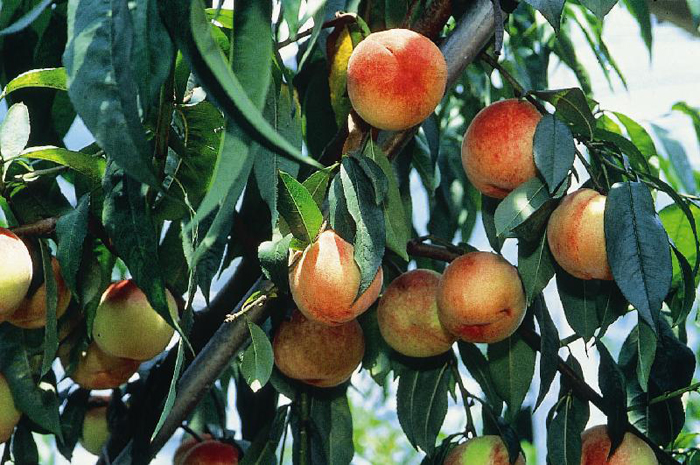 臺(tái)灣參山風(fēng)景區(qū)