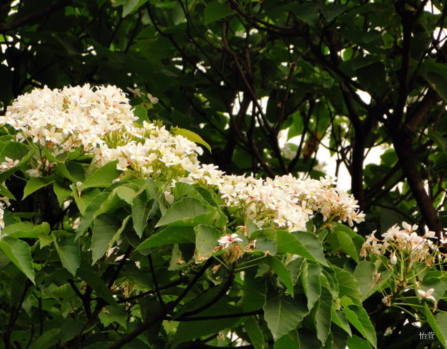 三地門梧桐花
