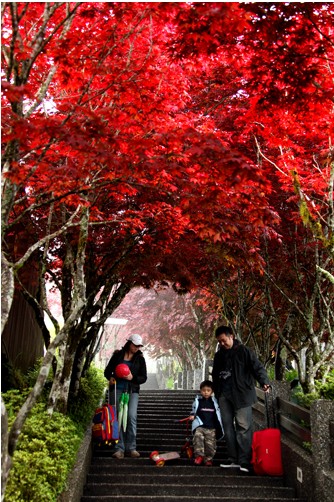 楓葉之美，太平山森林游樂區
