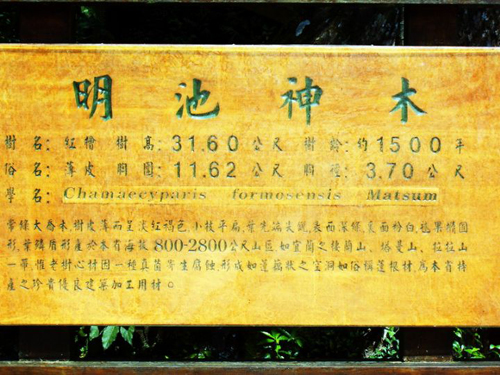 神木,明池森林游樂區(qū)