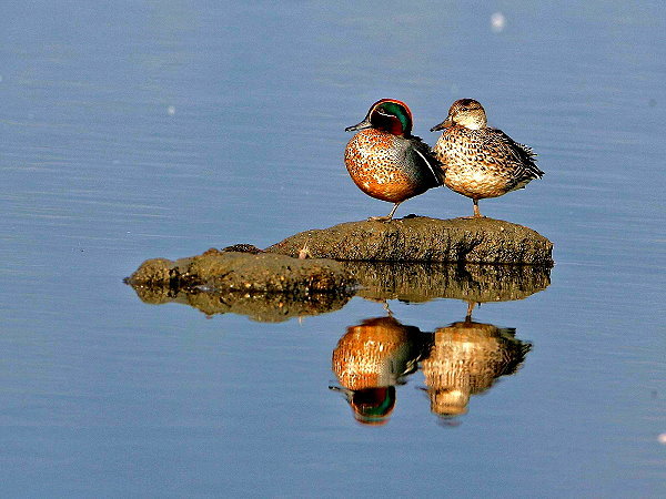 北投關渡自然公園