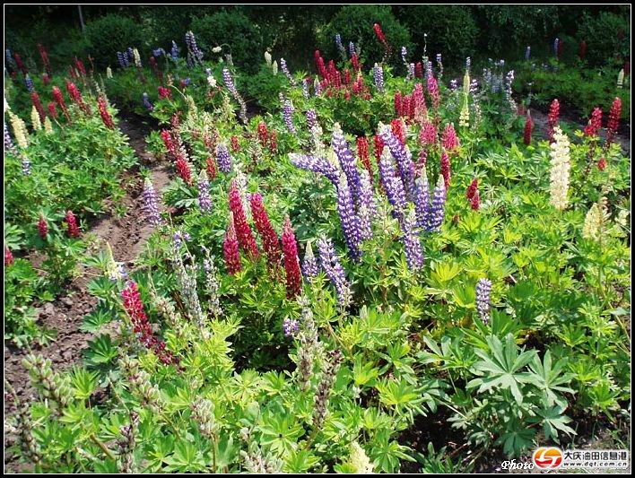 市內(nèi)雙溪森林藥用植物園