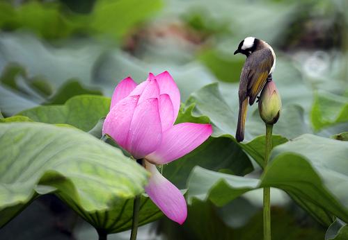 臺(tái)北植物園