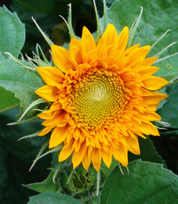 臺(tái)北植物園