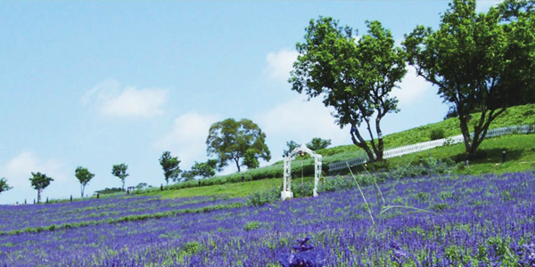 臺灣大溪花海農場