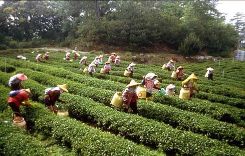 茶農，獅頭山風景區