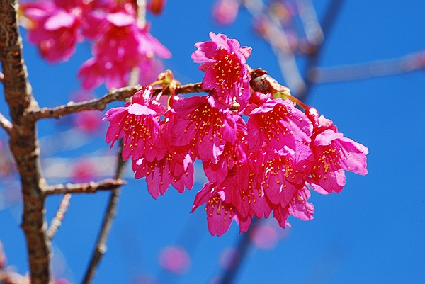 八仙山森林旅游區(qū)