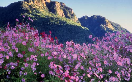 滿山花朵 ，梨山風景區
