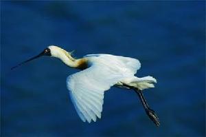 大肚溪水鳥(niǎo)自然公園