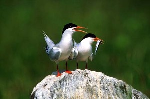 大肚溪水鳥(niǎo)自然公園