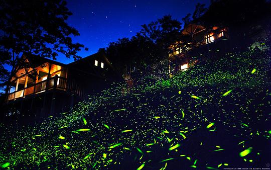 美麗夜晚瑞里風景區