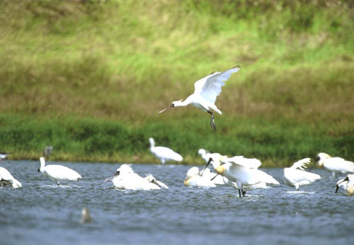 曾文溪口黑面琵鷺保護區