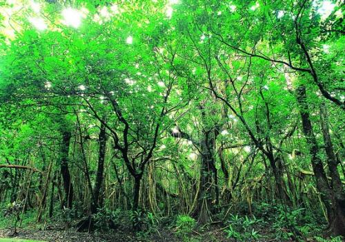 墾丁森林游樂區