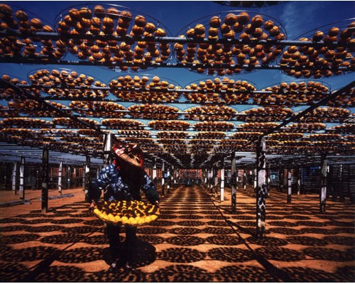 柿子餅 ，新埔小鎮