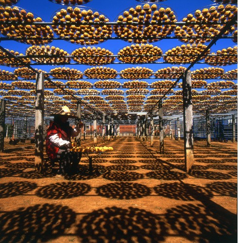 新埔小鎮，美味柿子餅