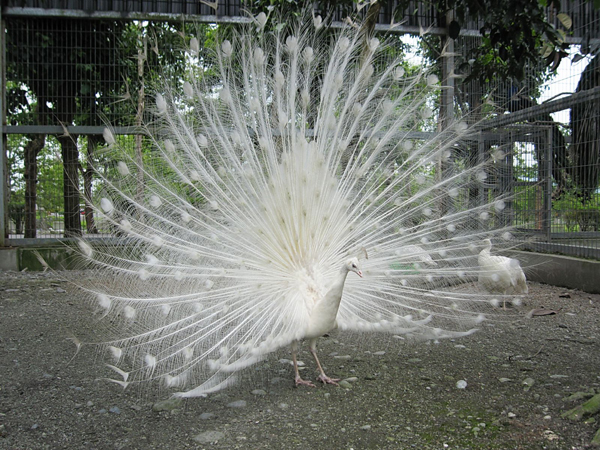 新光兆豐休閑農場孔雀