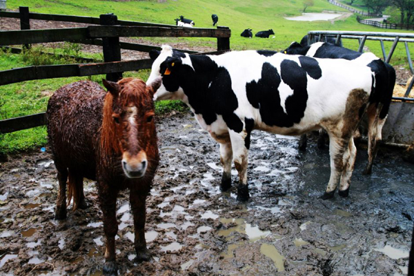 飛牛牧場大奶牛