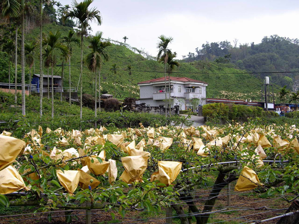 東勢(shì)林場(chǎng)