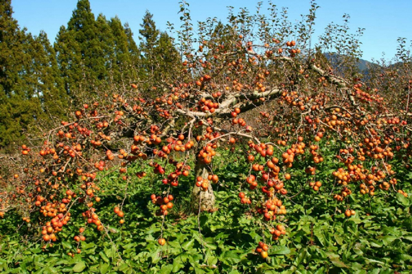 福壽山農(nóng)場