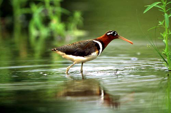 高美濕地棲息的鳥類
