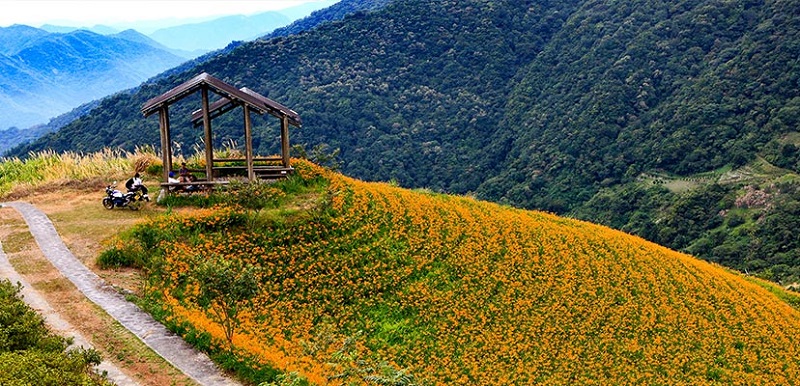 金針花盛開時節，黃澄澄的花朵染黃了太麻里山頭