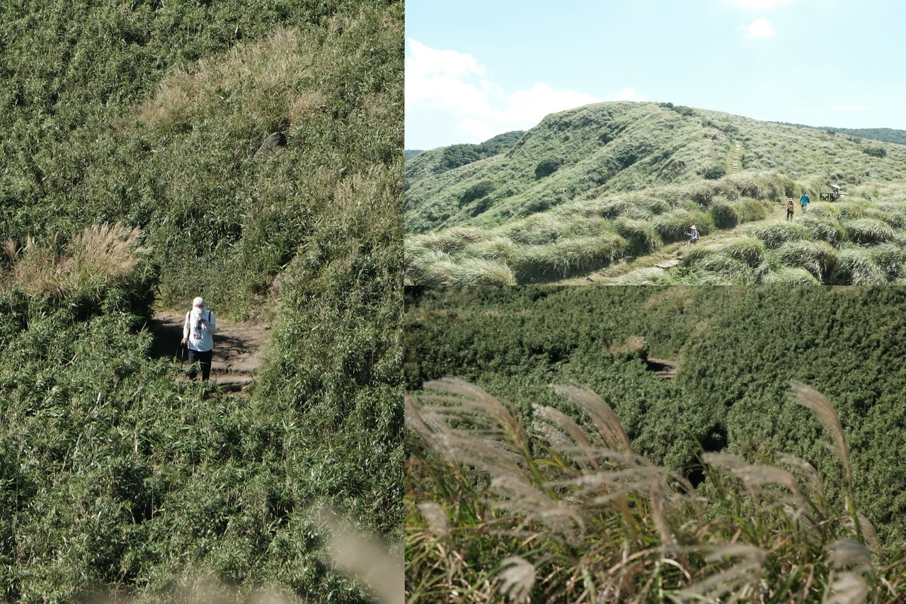 秋日<a href='http://www.zhuangxiu888.com/lvyou/view/170' title='陽明山' style='color:blue;font-size:14px;'>陽明山</a>芒花漫舞